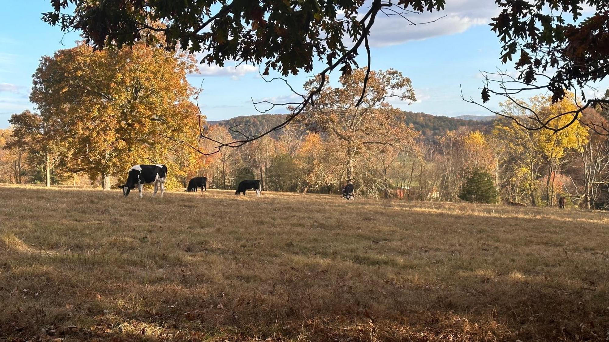 Appalachian Mountain Cabin-Updated-Private-Rafting On Ocoee River-Hiking-Waterfalls-Wifi-Pets Ok Murphy Esterno foto